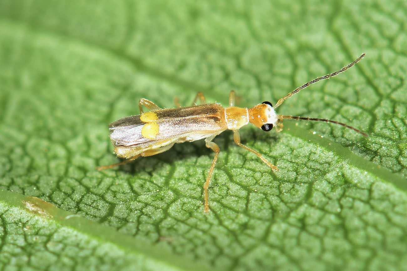 Cantharidae: Malthinus sordidus sordidus